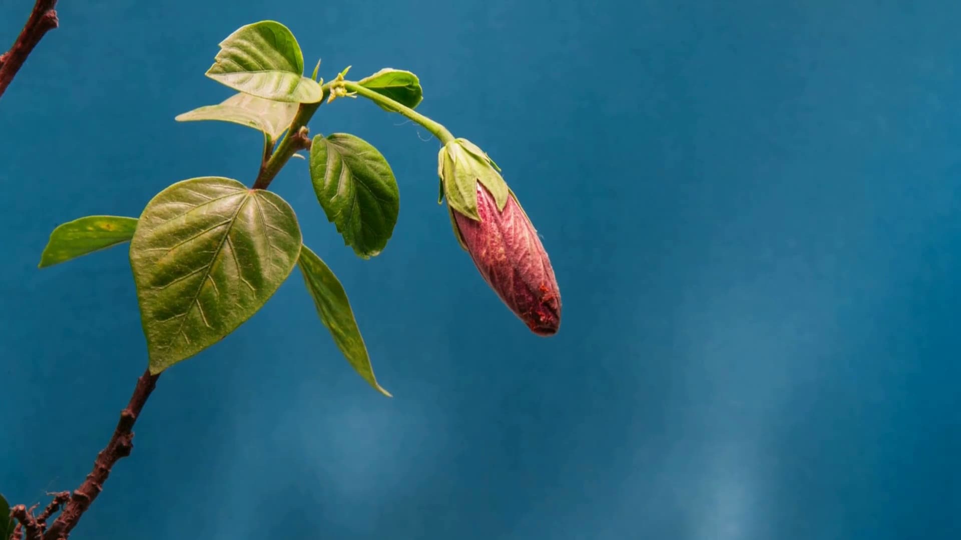 How to Build a Climate and Nature Transition Plan